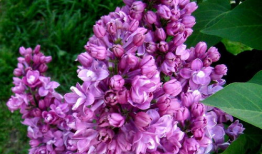 丁香六月激情国产,丁香六月的辉煌篇章