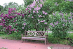 丁香六月激情国产,丁香六月的辉煌篇章