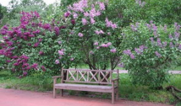 丁香六月激情国产,丁香六月的辉煌篇章