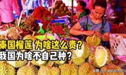 91华人国产,融合创新，共筑繁荣未来